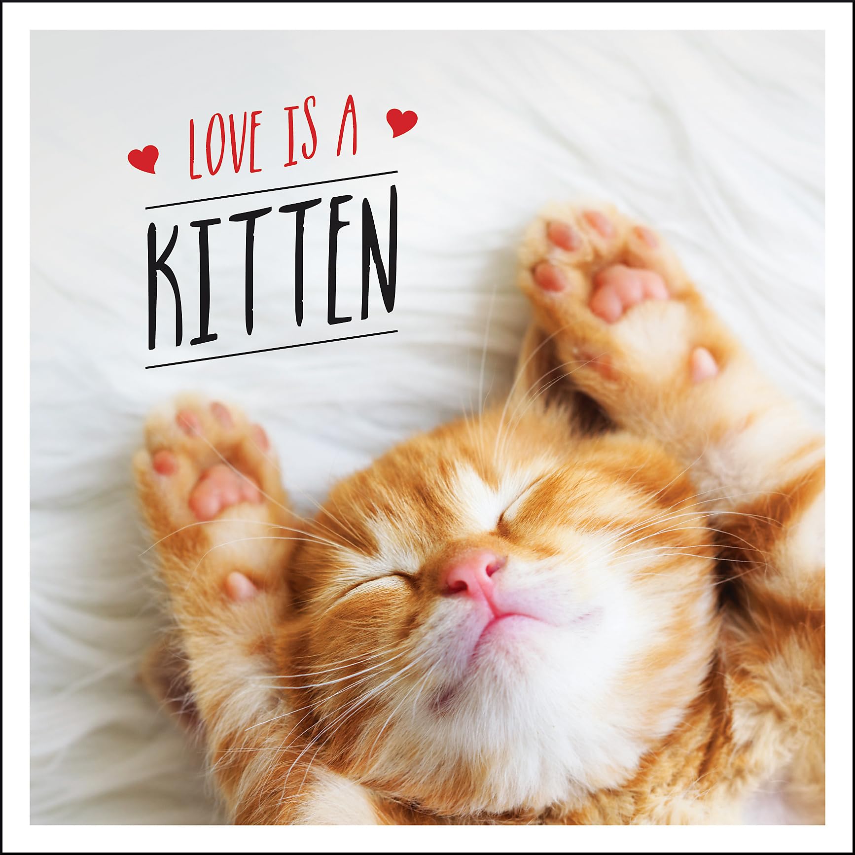Love Is A Kitten: A Cattastic Celebration Of The Worlds Cutest Kittens