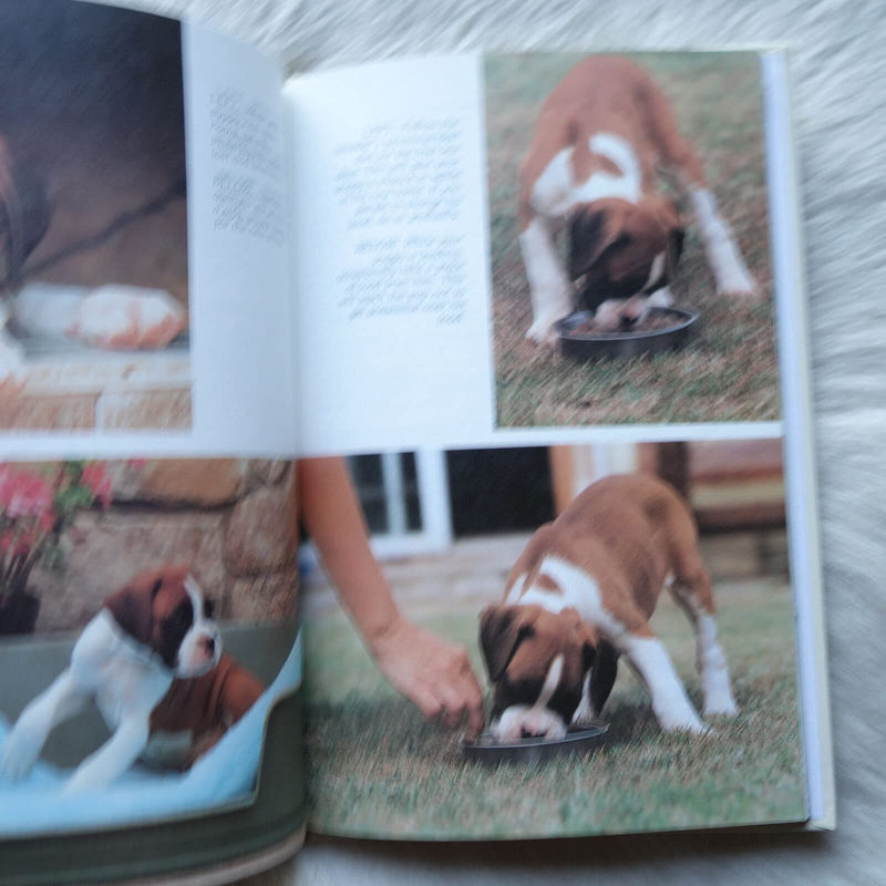 The Boxer,Used