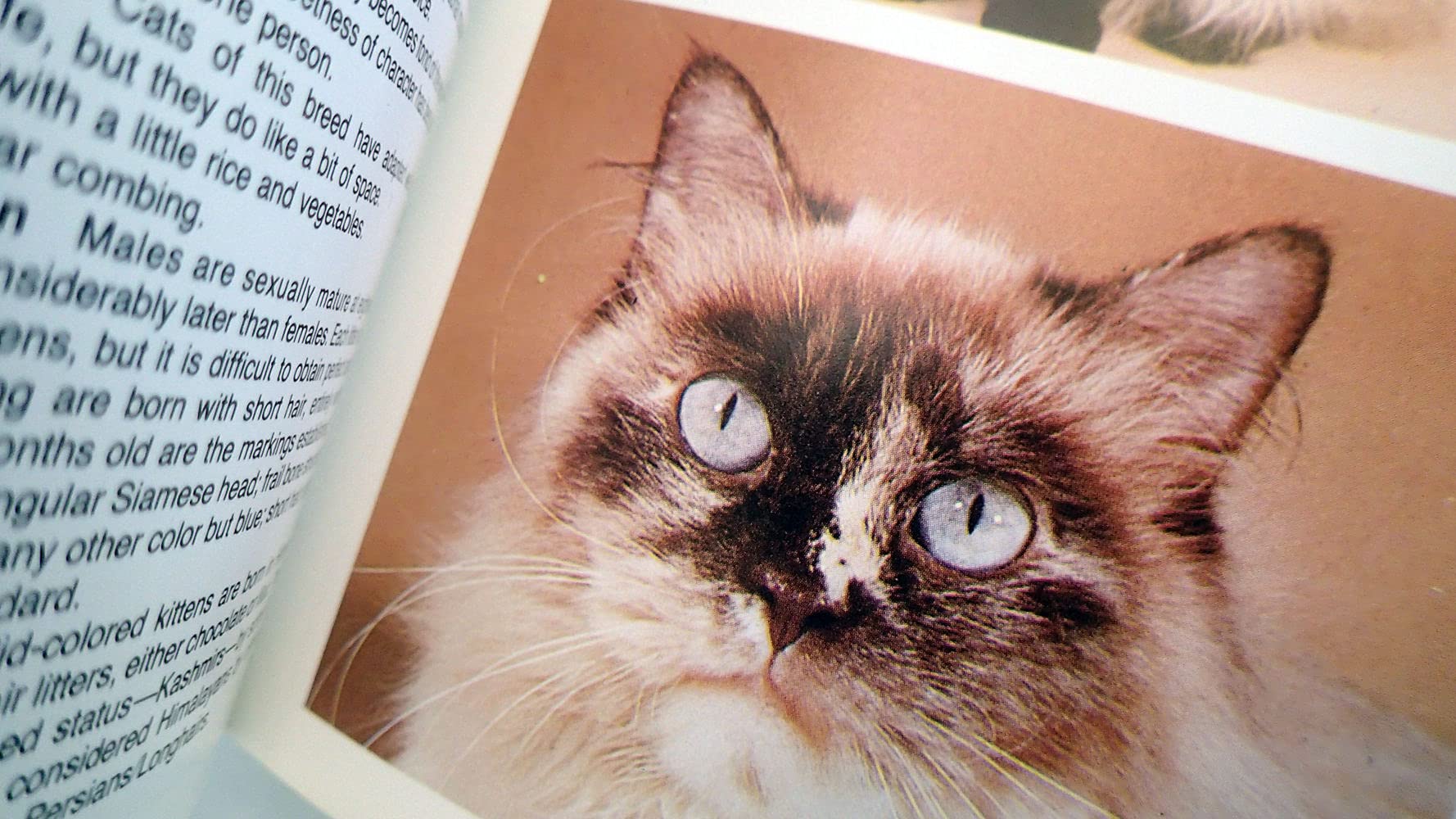 Simon & Schuster'S Guide To Cats,Used