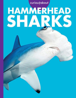 Curious About Hammerhead Sharks