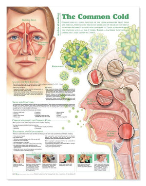 Understanding the Common Cold Anatomical Chart,Used