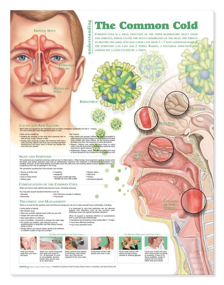 Understanding the Common Cold Anatomical Chart,Used