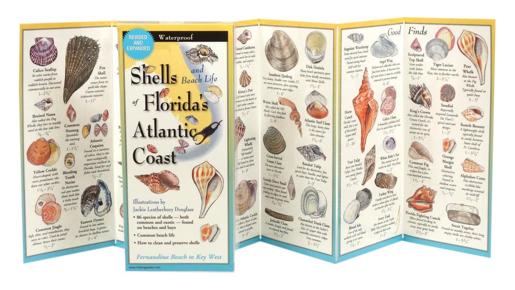 Shells of Floridas Southeastern Coast: Folding Guide (Foldingguides),New