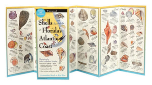 Shells of Floridas Southeastern Coast: Folding Guide (Foldingguides),New