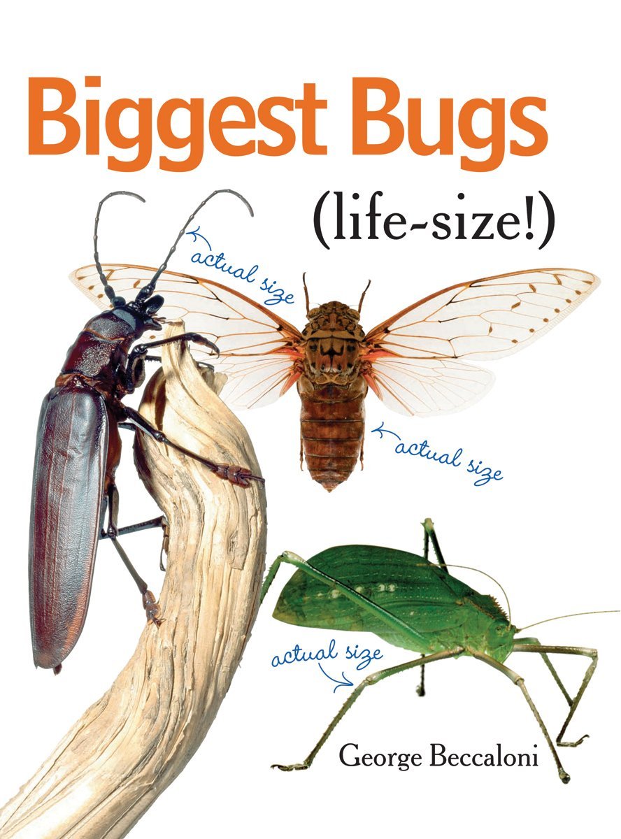 Biggest Bugs Lifesize