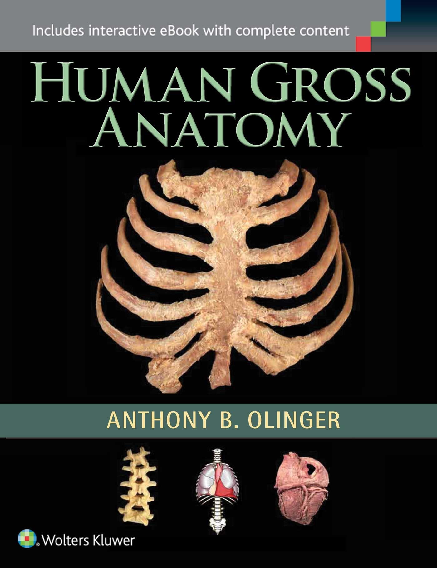 Human Gross Anatomy,Used