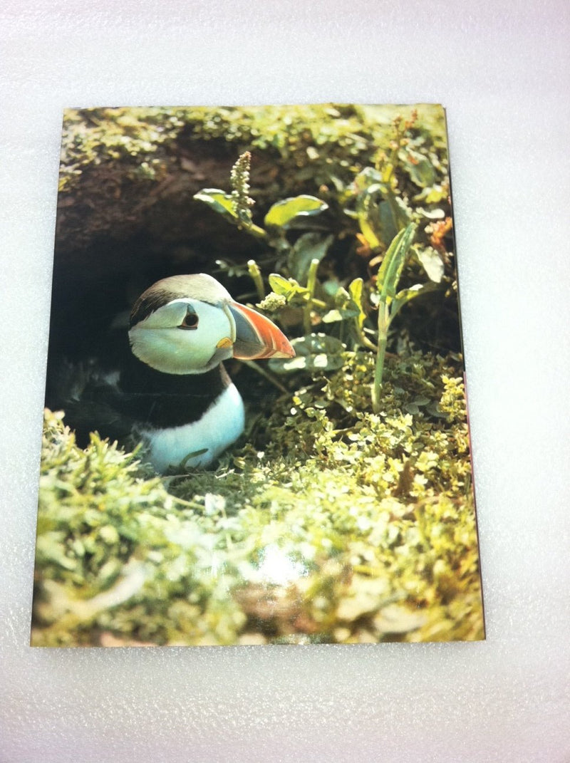 The world of birds,Used