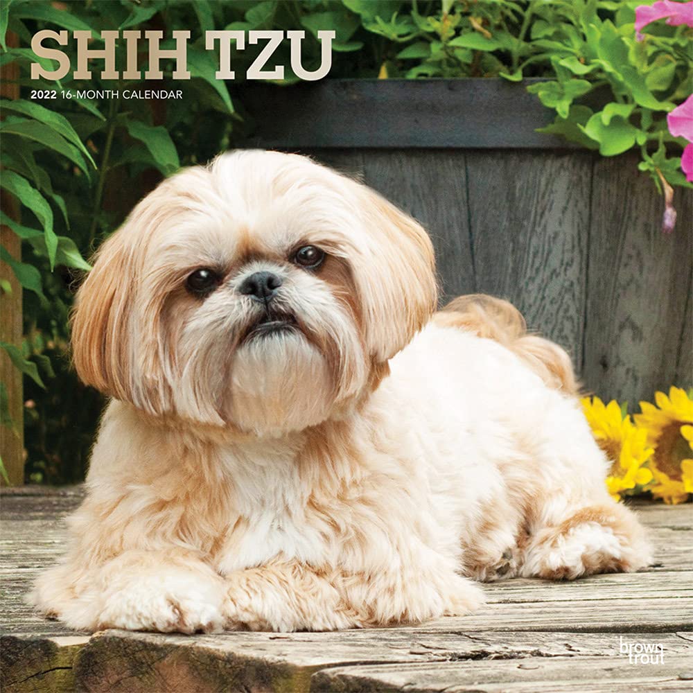 Shih Tzu 2022 12 x 12 Inch Monthly Square Wall Calendar with Foil Stamped Cover, Animals Small Dog Breeds DogDays,Used