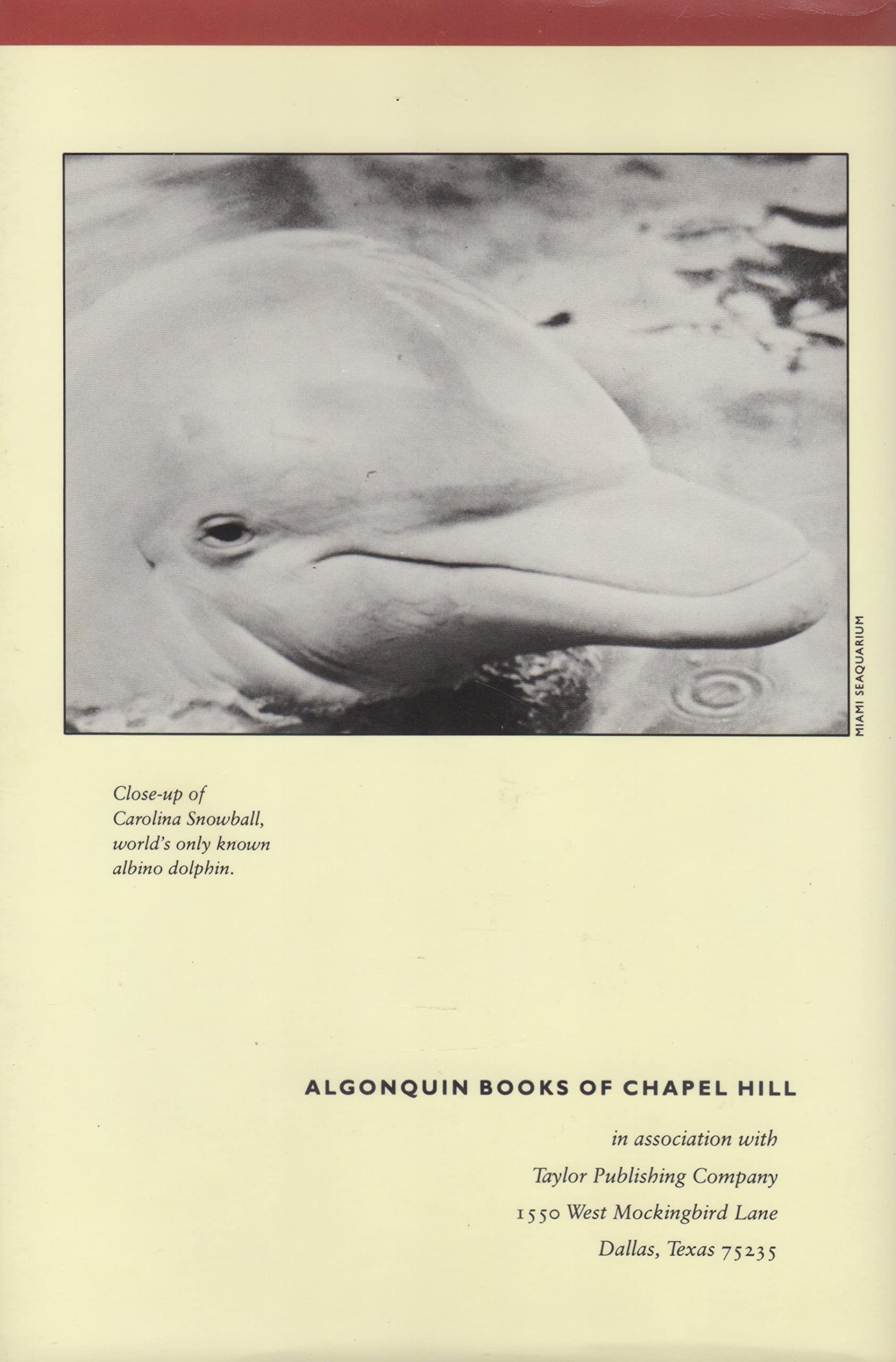 Behind the Dolphin Smile,Used