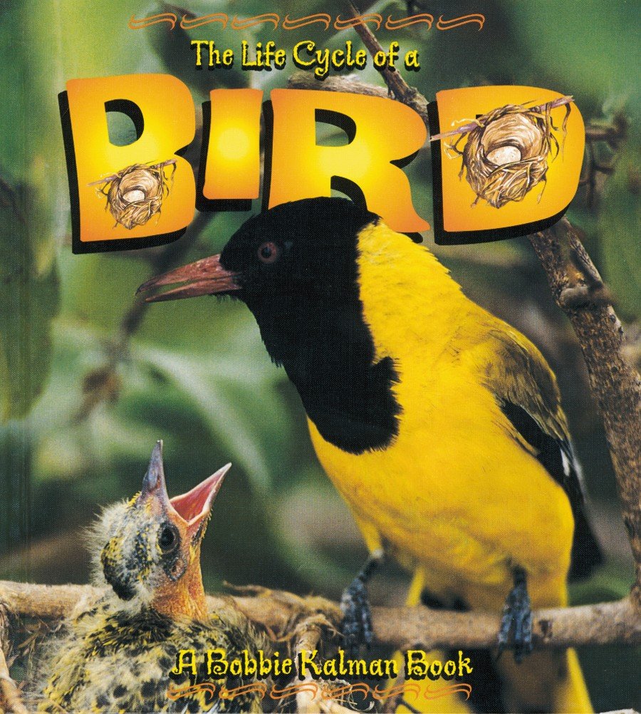 The Life Cycle of a Bird,Used