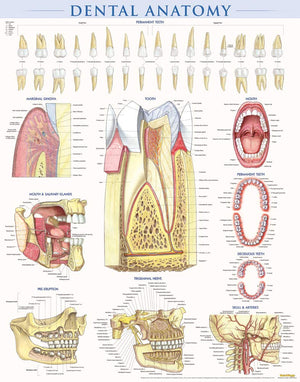 Dental Anatomy Poster (22 x 28 inches)  Laminated: a QuickStudy Reference,New