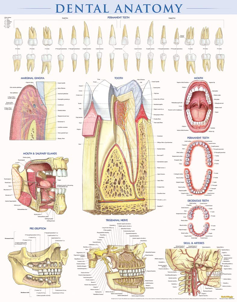 Dental Anatomy Poster (22 x 28 inches)  Laminated: a QuickStudy Reference,New