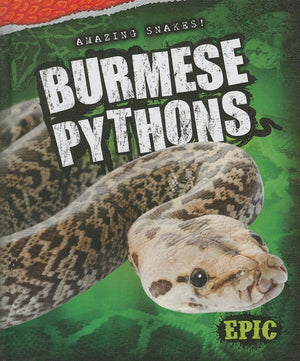 Burmese Pythons (Amazing Snakes!),Used