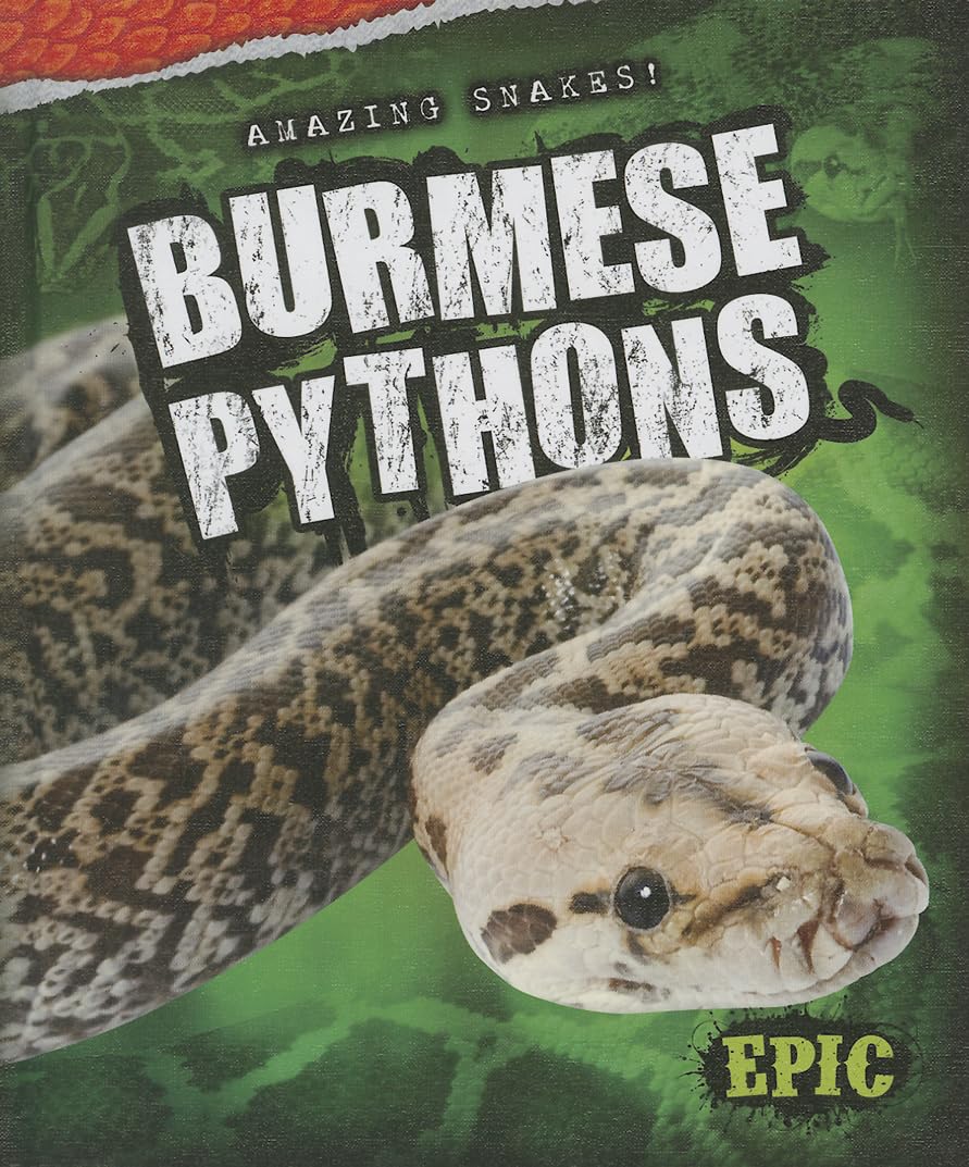 Burmese Pythons (Amazing Snakes!),Used