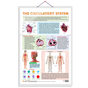Circulatory System Chart | Unveiling Circulatory Pathways: Educational Circulatory System Chart