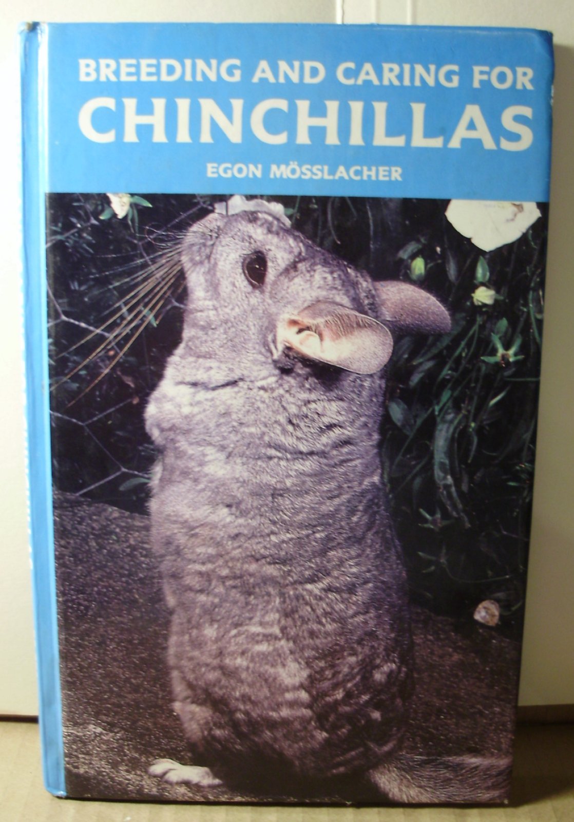 Breeding and caring for chinchillas