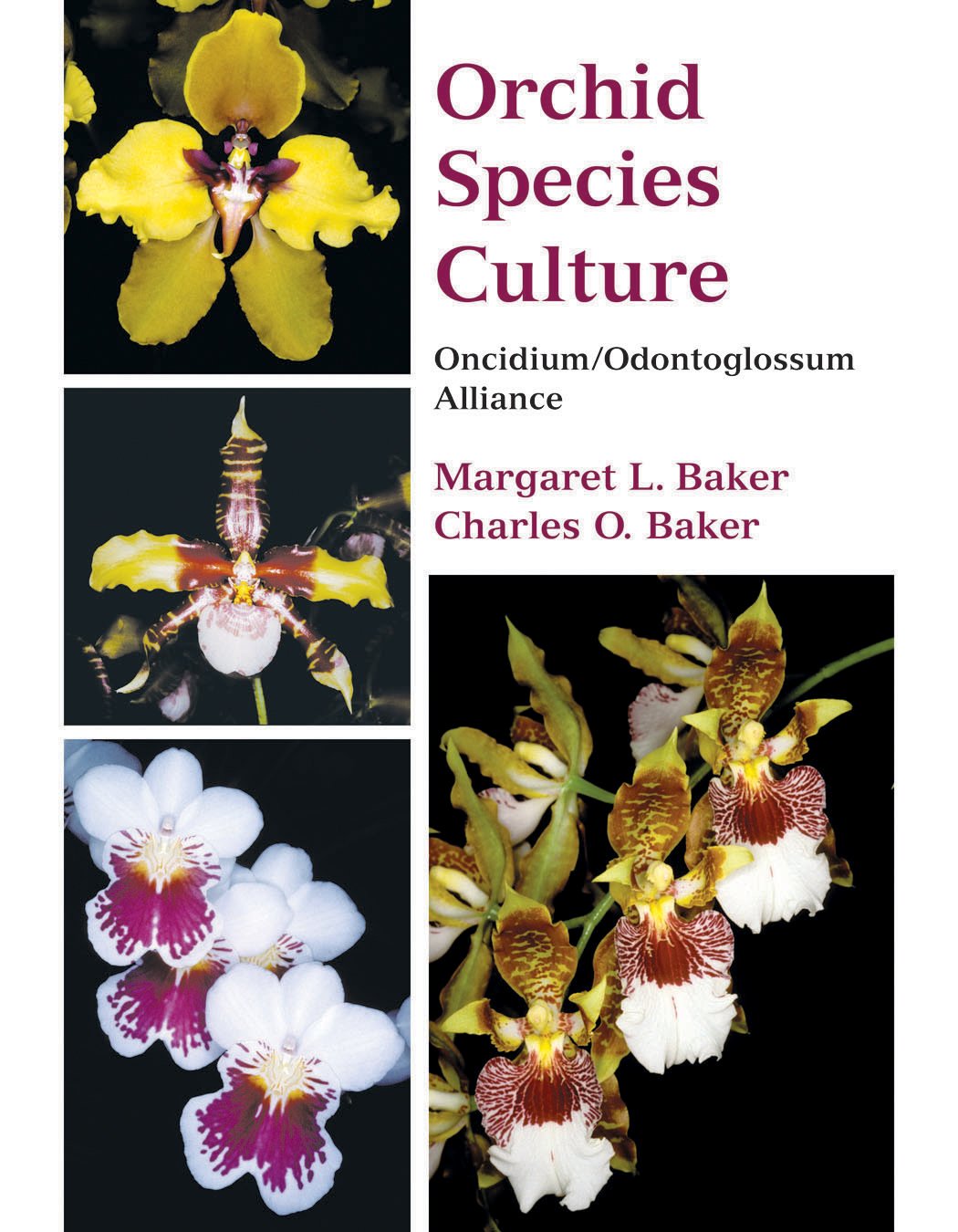 Orchid Species Culture: Oncidium/ Odontoglossum Alliance,New
