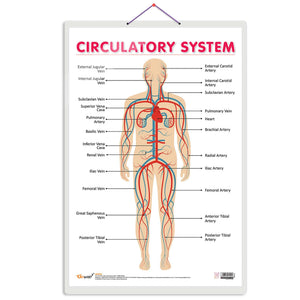The Circulatory System | Journey Through The Circulatory System: Comprehensive Anatomy Chart