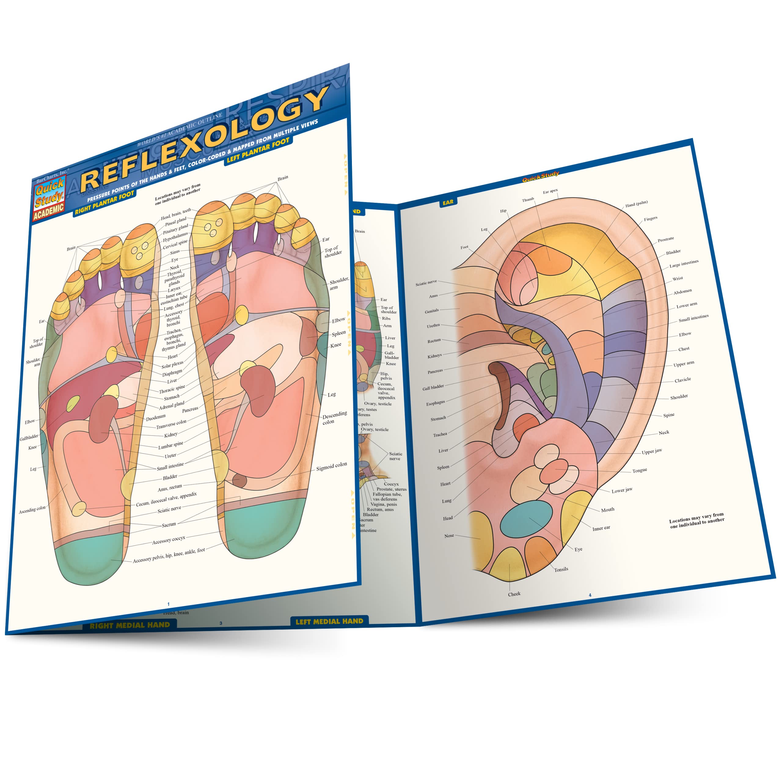 Reflexology QuickStudy Laminated Reference Guide (QuickStudy Academic),Used