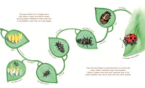 A Beetle Is Shy (Sylvia Long)