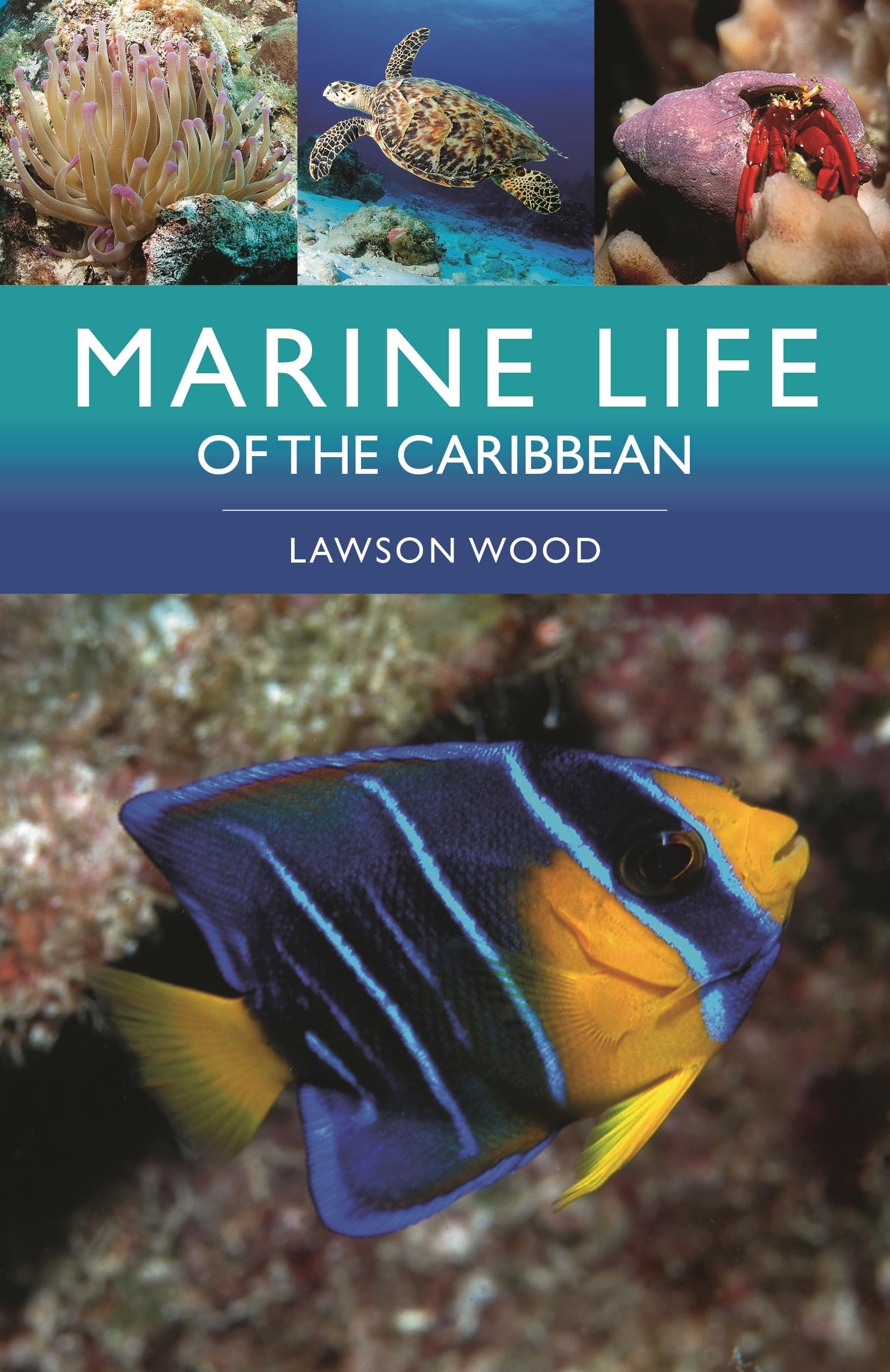 Marine Life Of The Caribbean