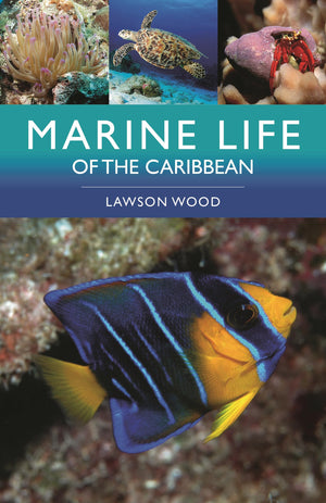 Marine Life Of The Caribbean