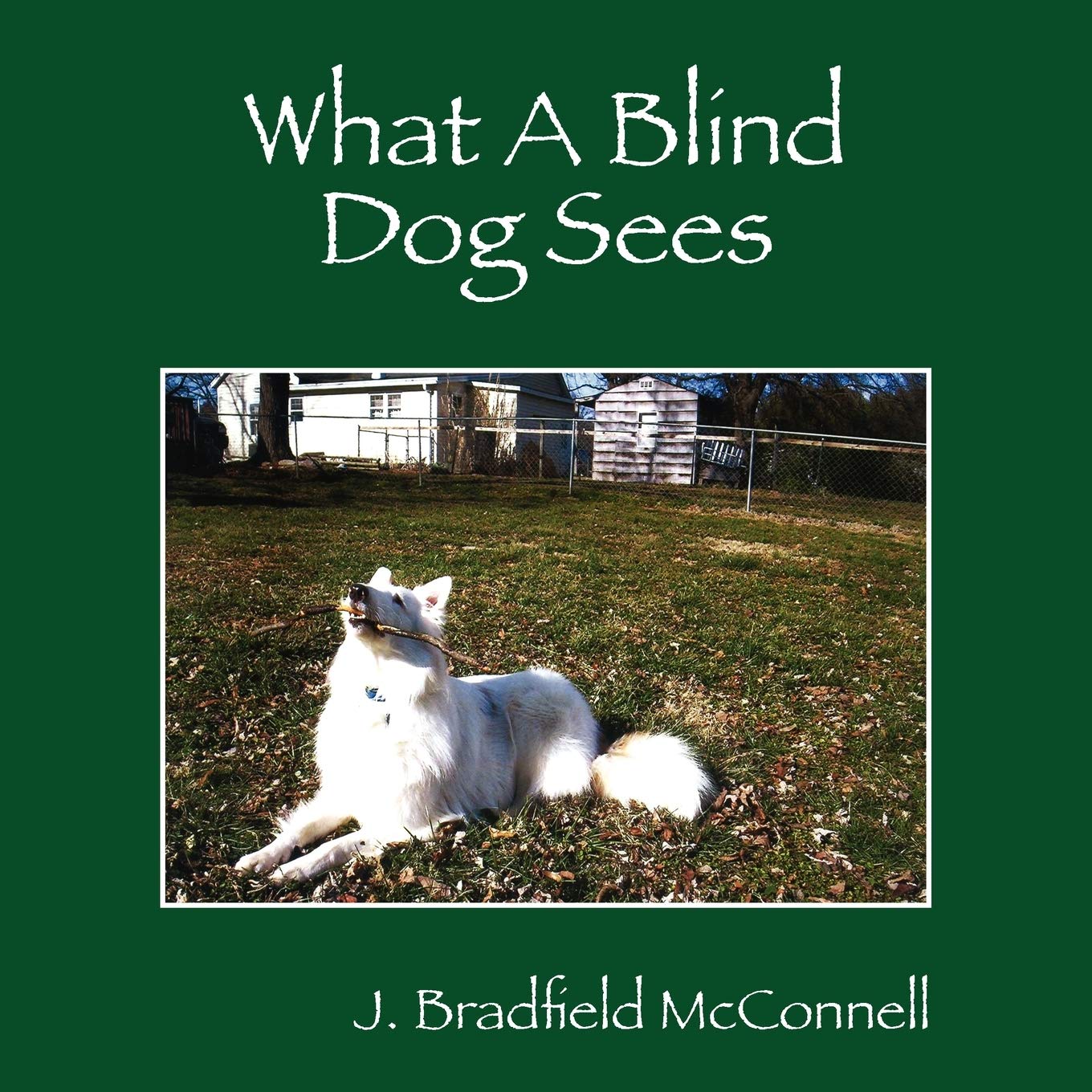 What A Blind Dog Sees,Used