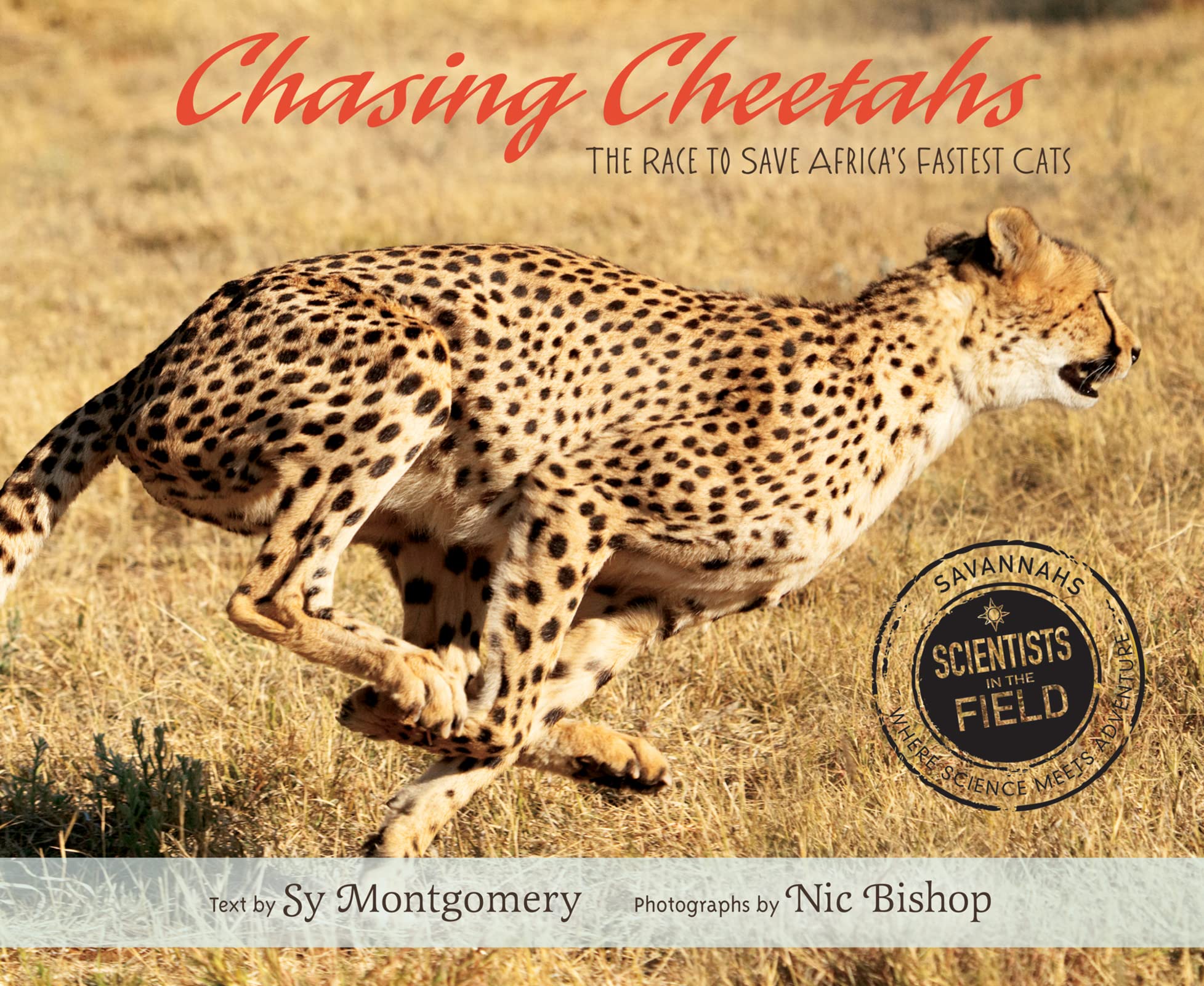 Chasing Cheetahs: The Race to Save Africa's Fastest Cat (Scientists in the Field Series),Used