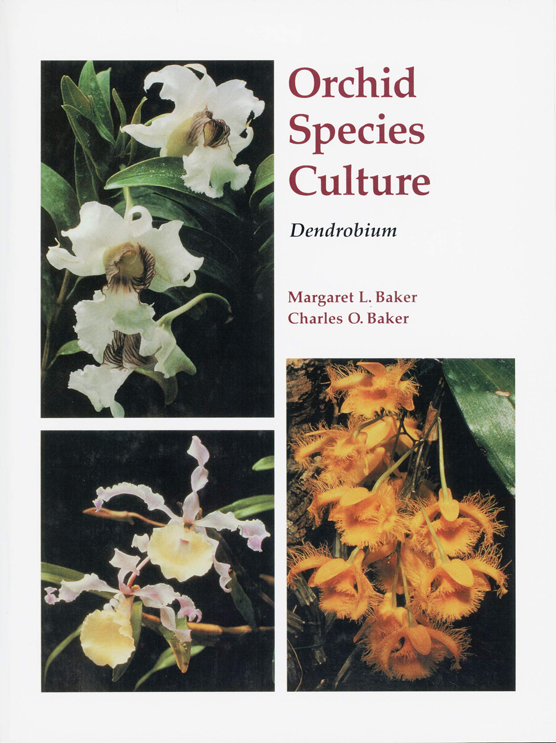 Orchid Species Culture: Dendrobium (Orchard Species Culture)