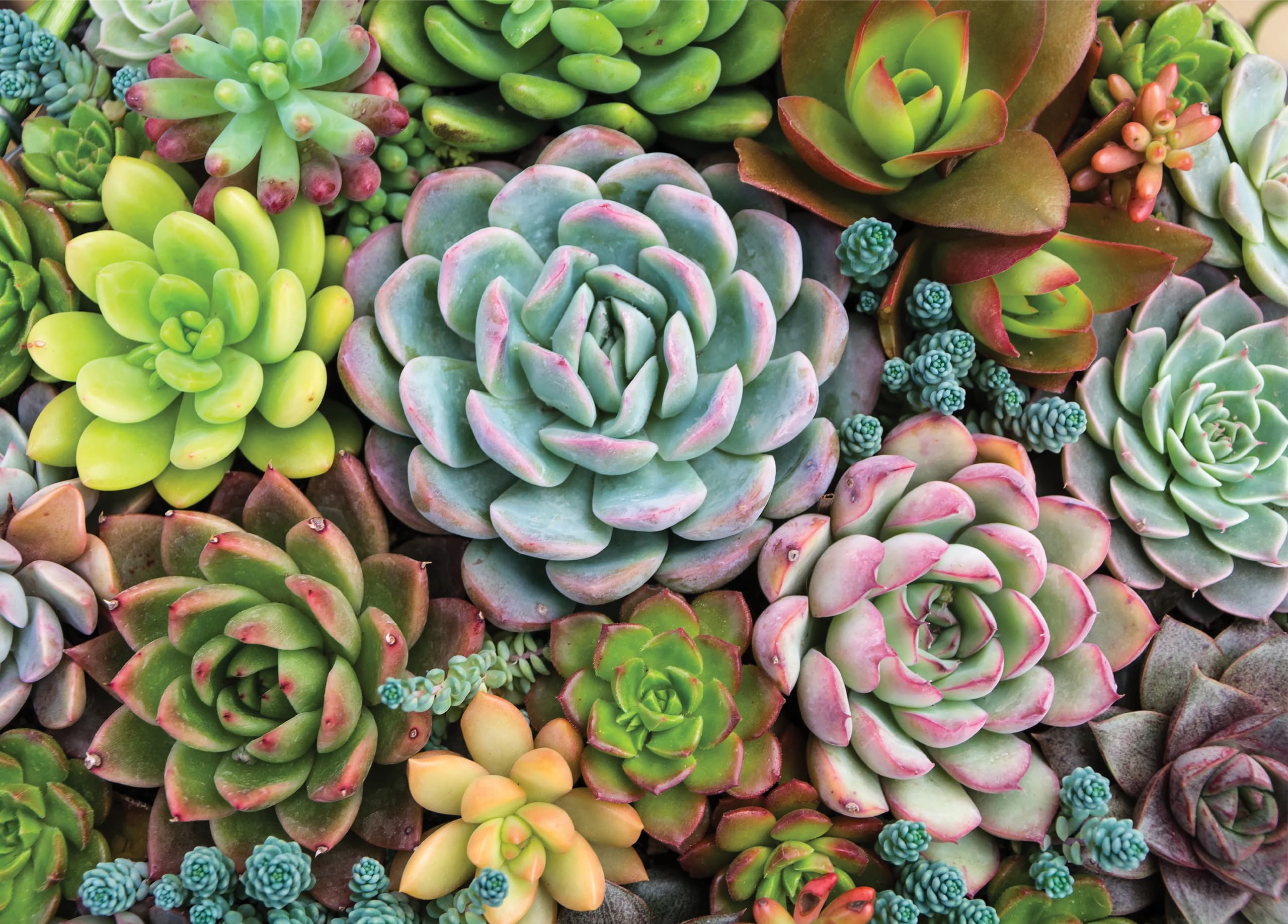 PETER PAUPER PRESS Succulent Garden 1000 Piece Jigsaw Puzzle,Used