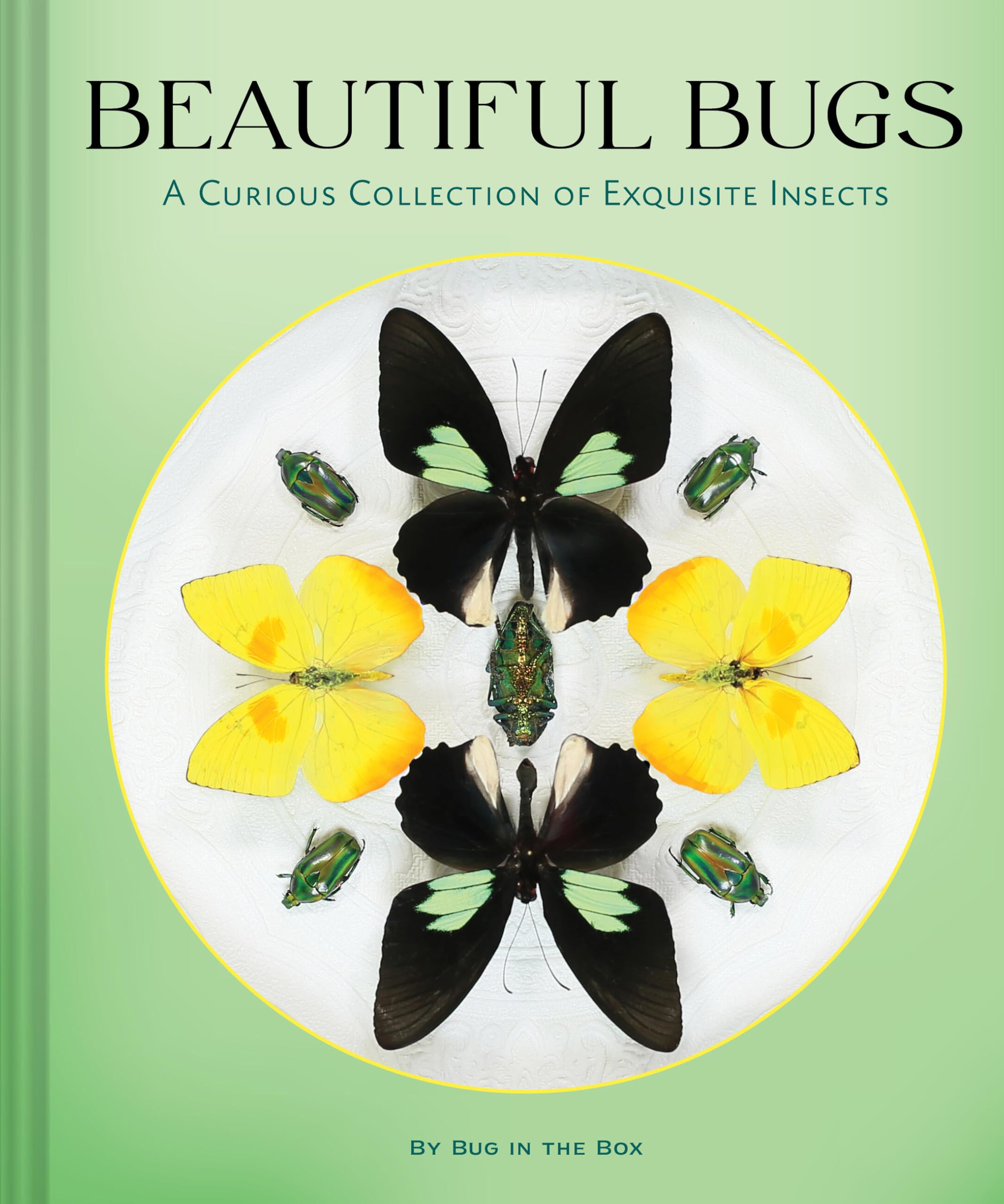 Beautiful Bugs: A Curious Collection Of Exquisite Insects