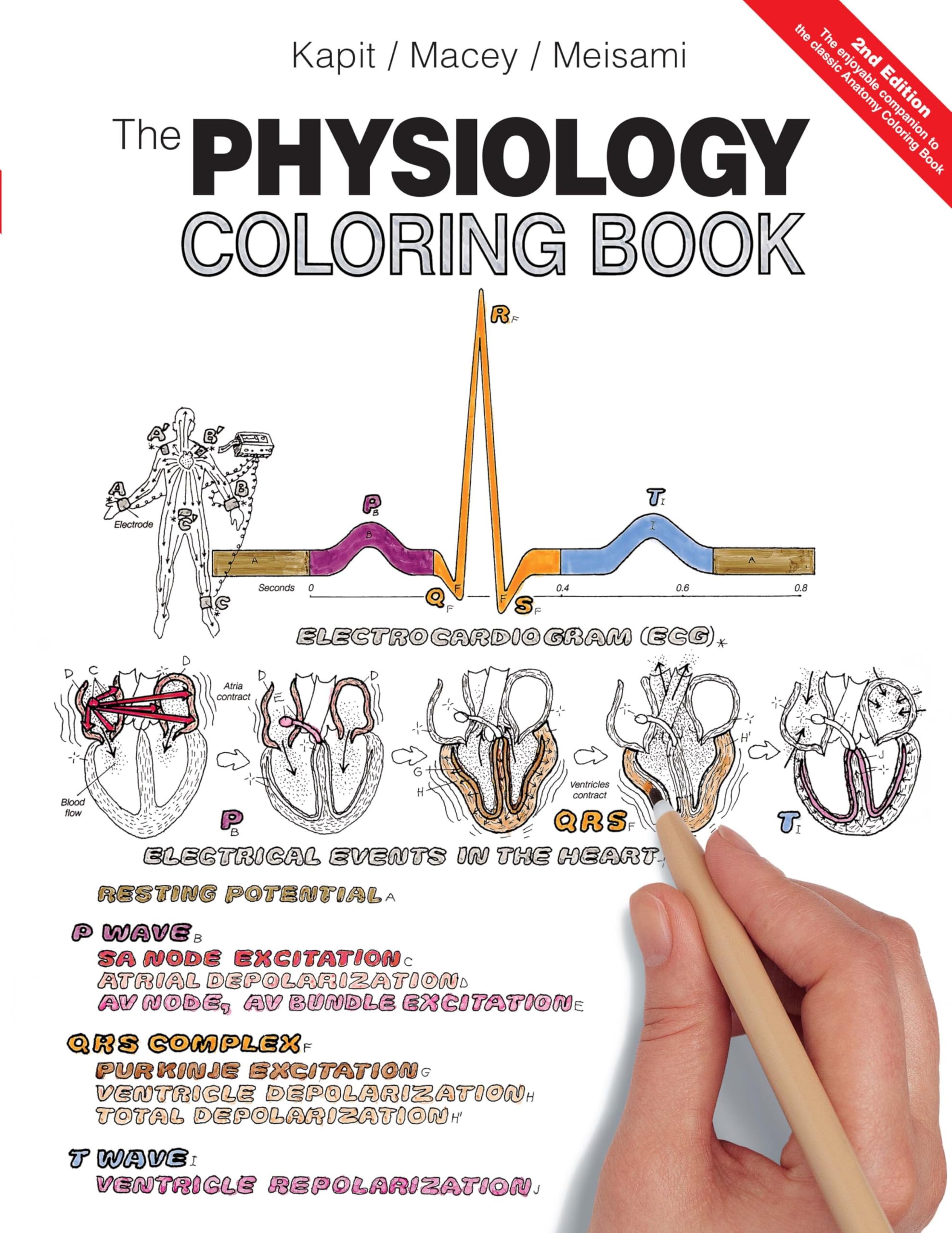 Physiology Coloring Book, The,Used