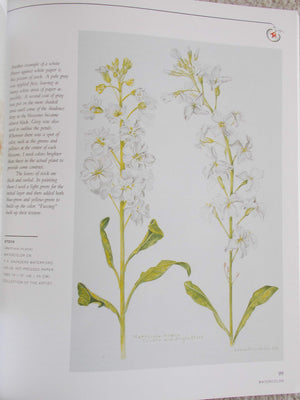 Botanical Illustration in Watercolor,Used