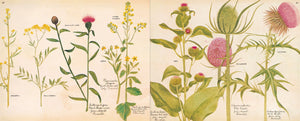 A Victorian Flower Album,Used