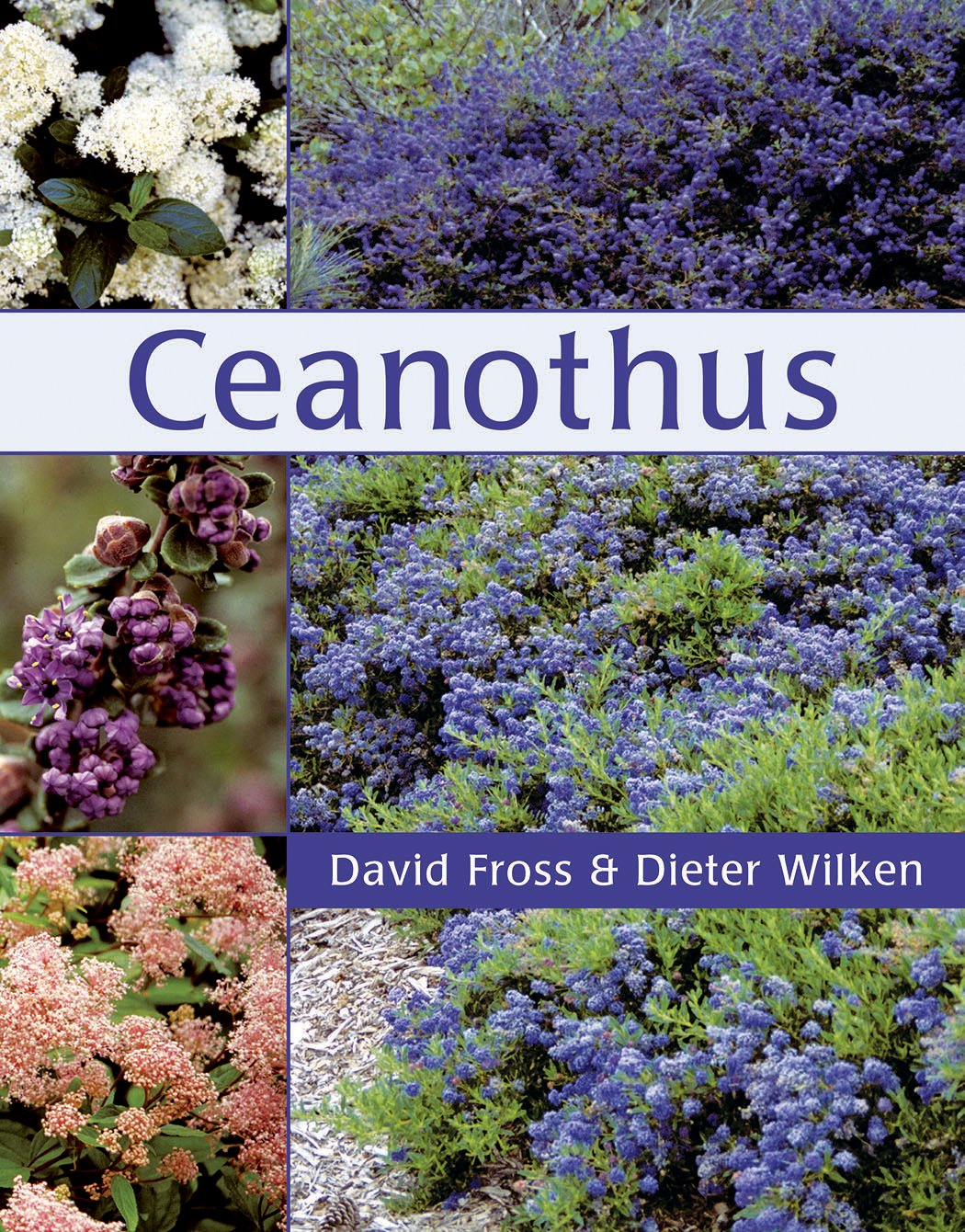 Ceanothus,New