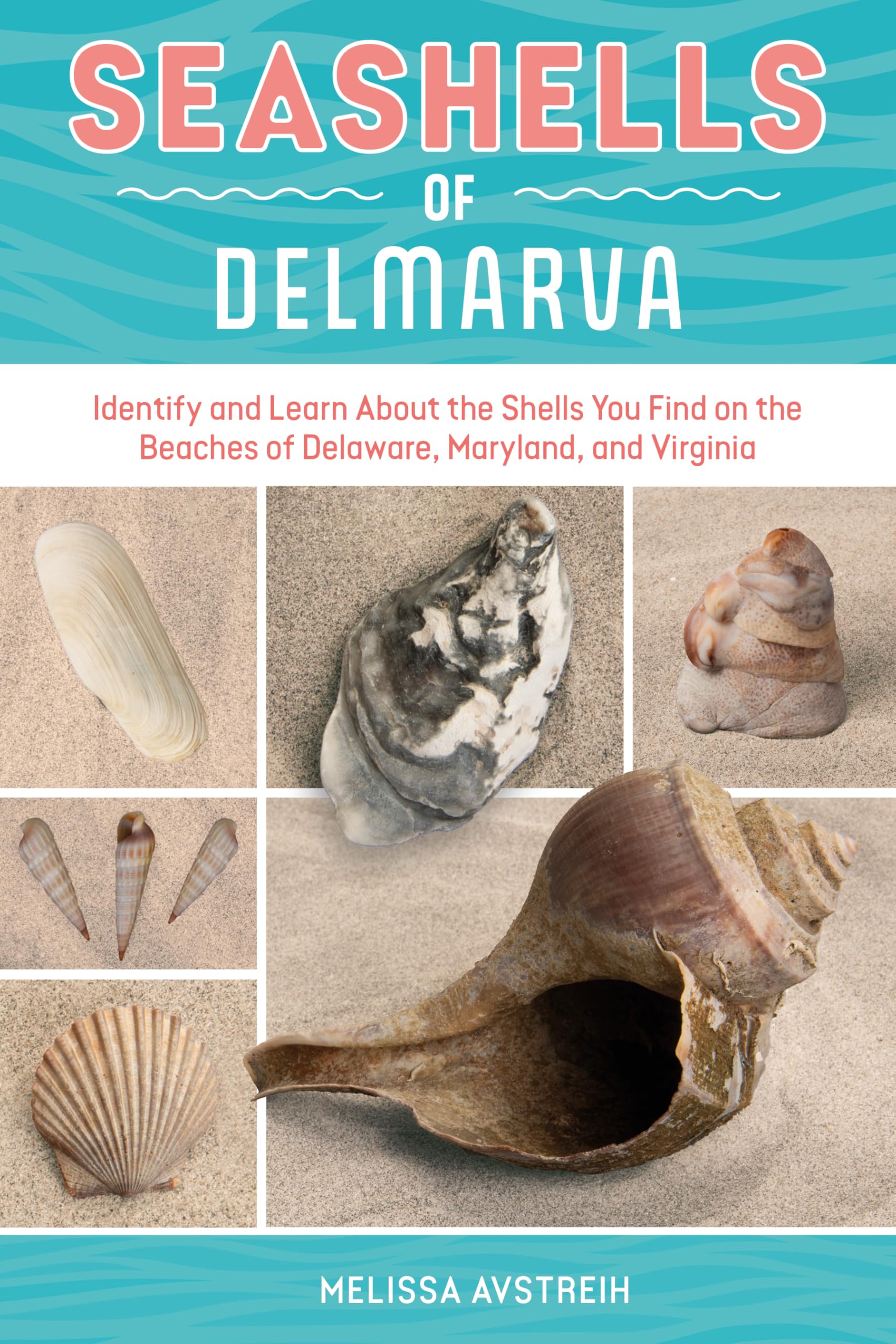 Seashells Of Delmarva: Identify And Learn About The Shells You Find On The Beaches Of Delaware, Maryland, And Virginia (Identify