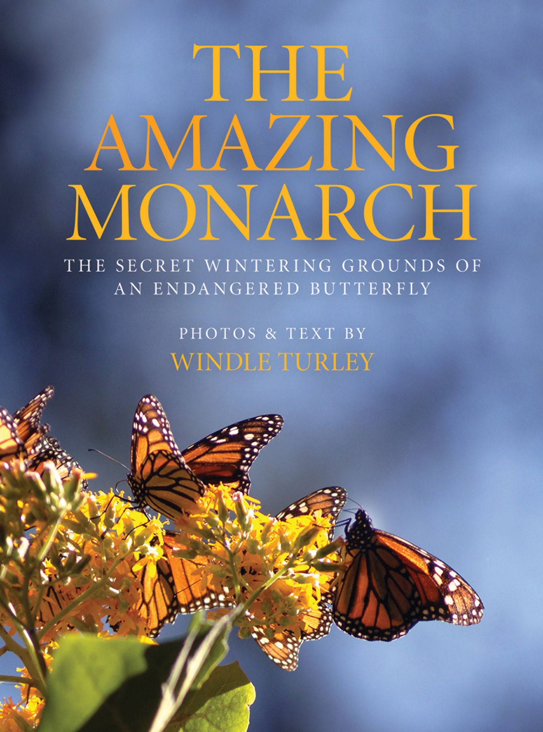 The Amazing Monarch: The Secret Wintering Grounds Of An Endangered Butterfly