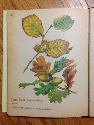 The Country Diary of an Edwardian Lady,New