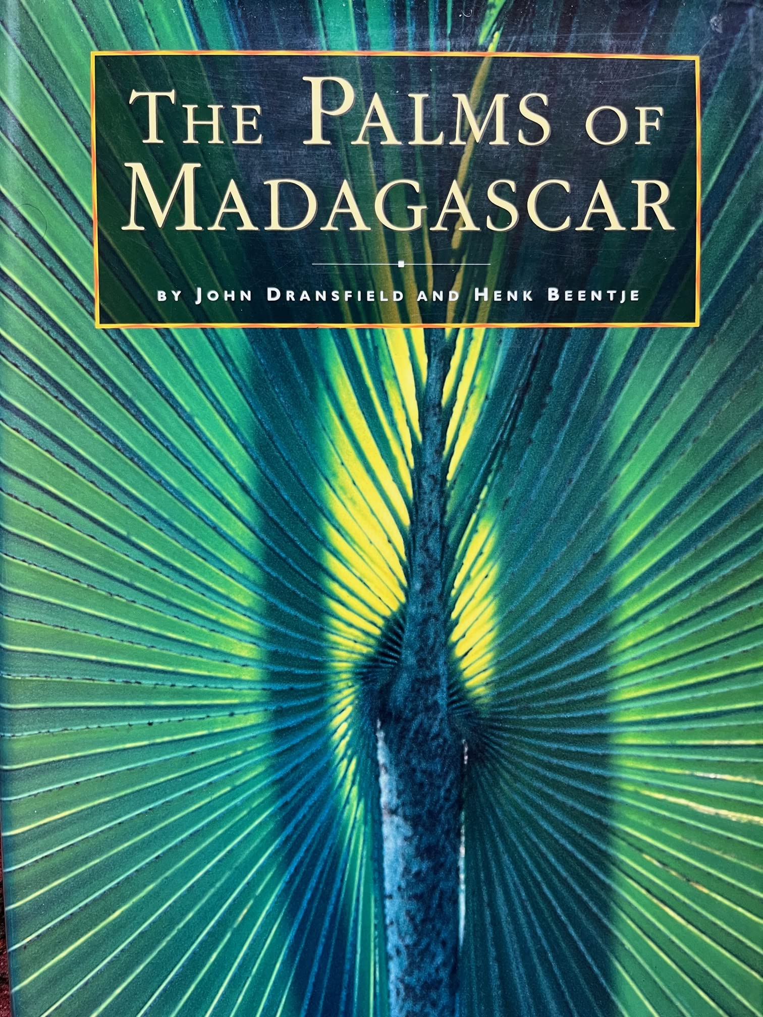 The Palms Of Madagascar