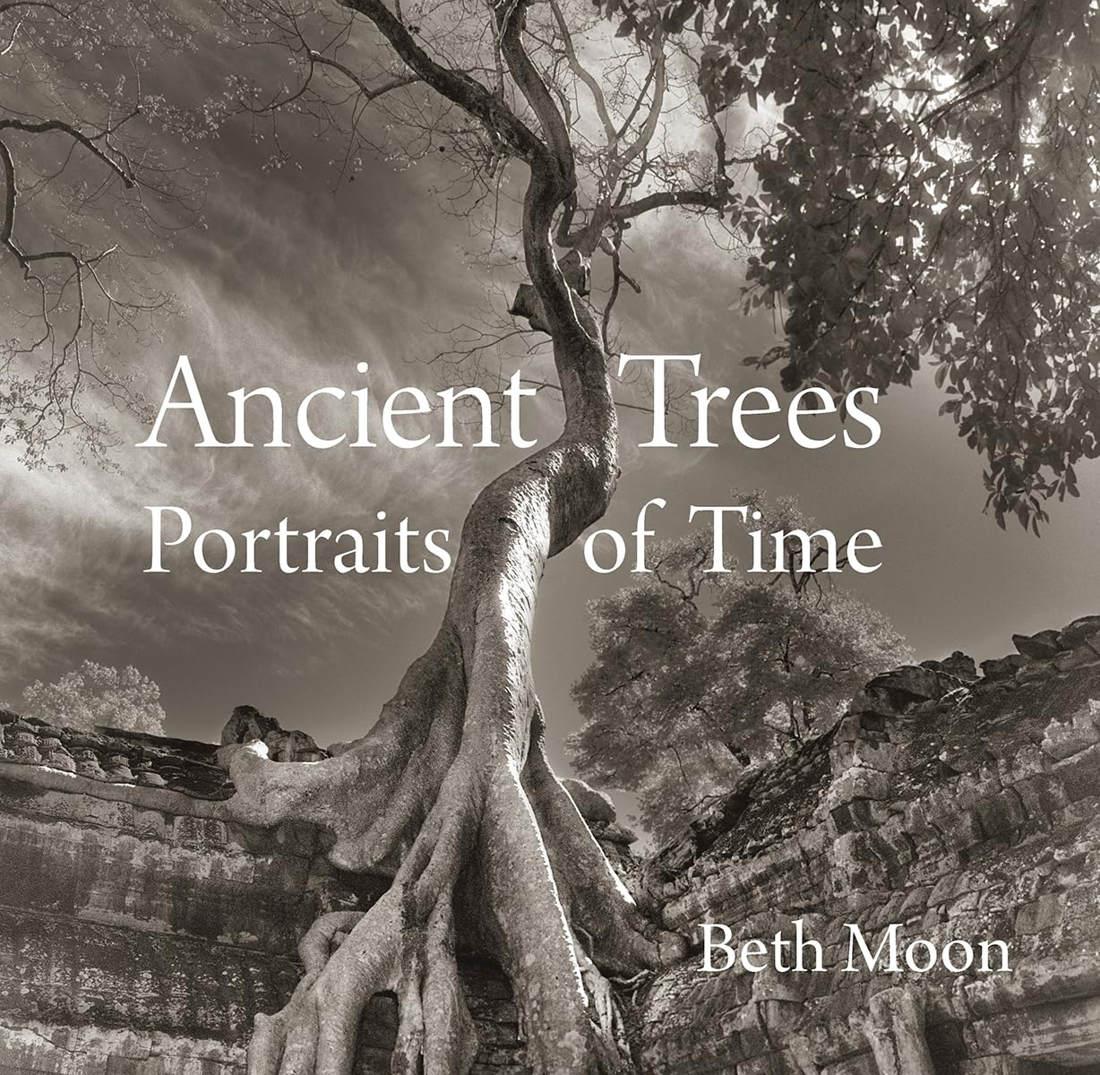Ancient Trees: Portraits of Time,Used