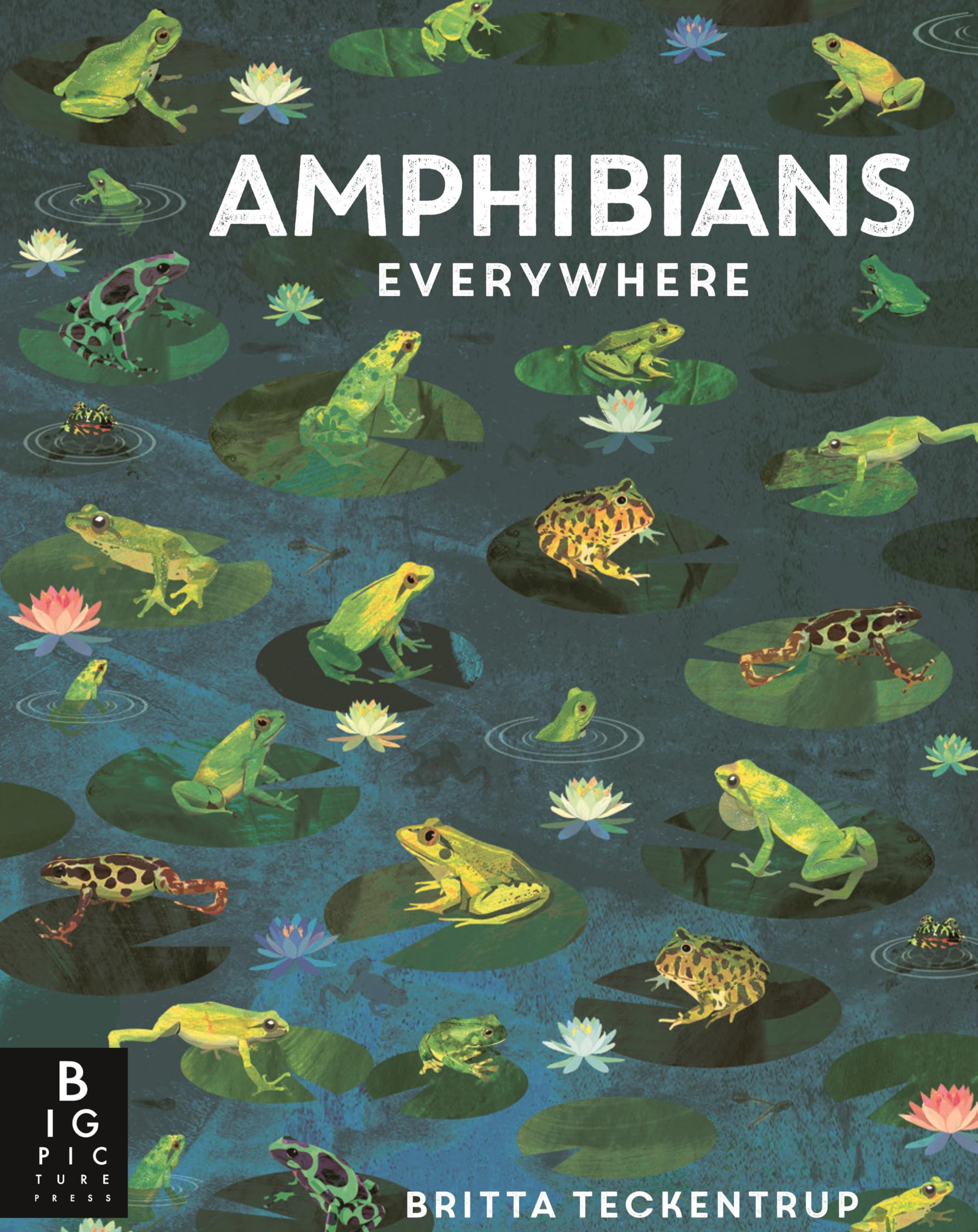 Amphibians Everywhere (Animals Everywhere)