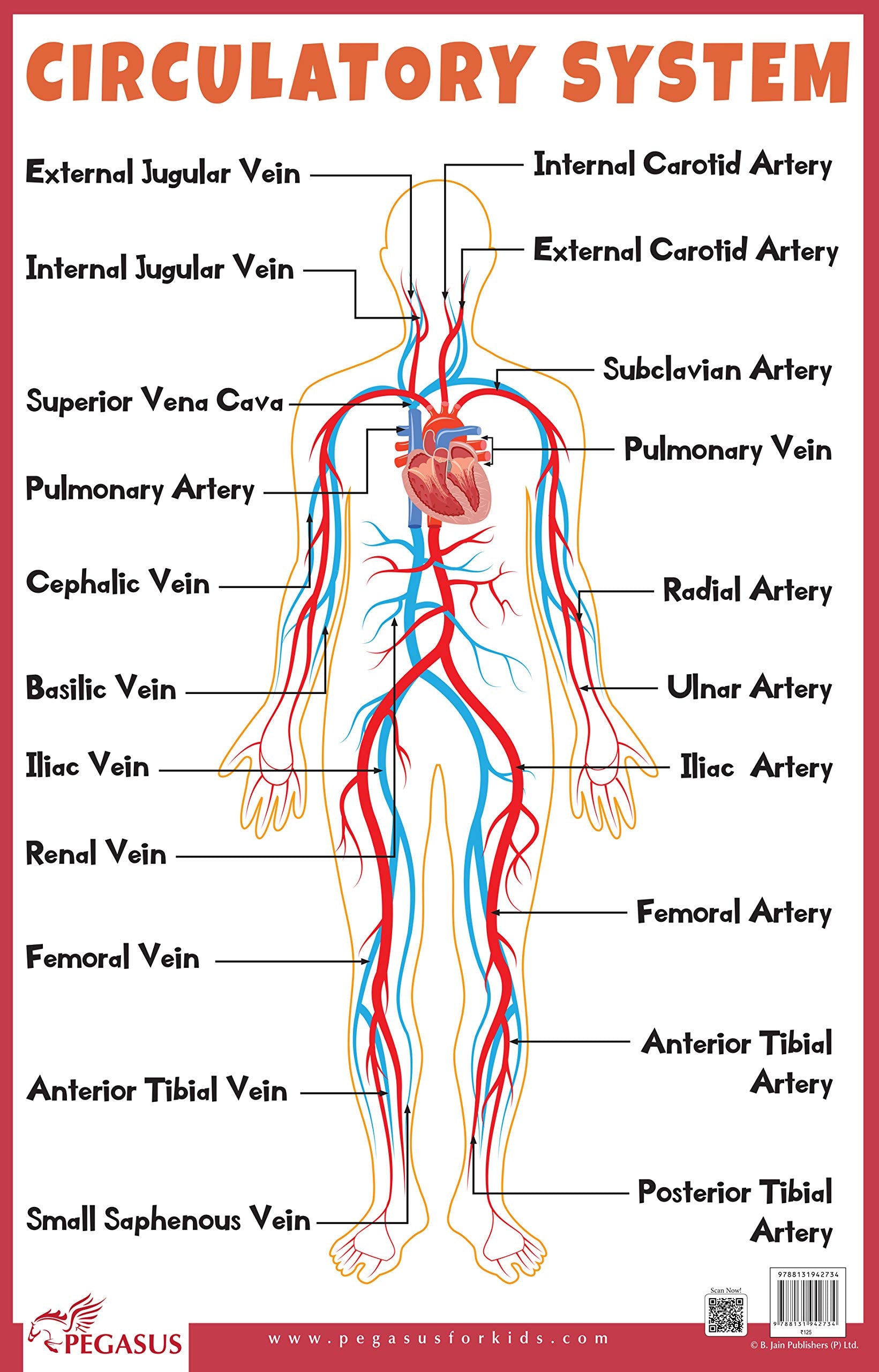 Circulatory System - Thick Laminated Primary Chart