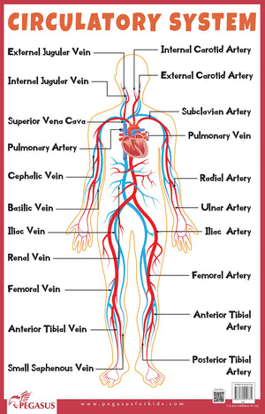 Circulatory System - Thick Laminated Primary Chart
