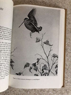 Book Of The American Woodcock