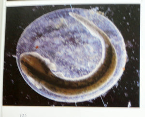 Eggs: Nature's Perfect Miracle of Packaging,Used