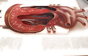 The Human Body,Used
