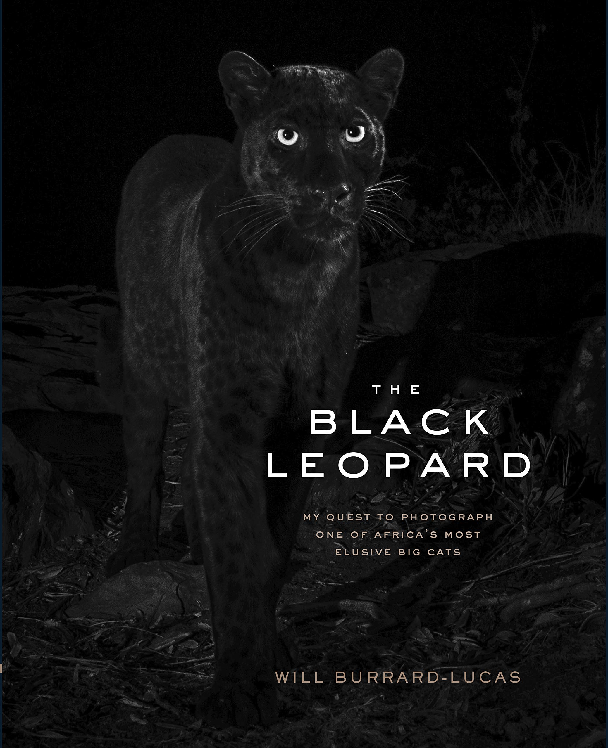The Black Leopard: My Quest To Photograph One Of Africas Most Elusive Big Cats