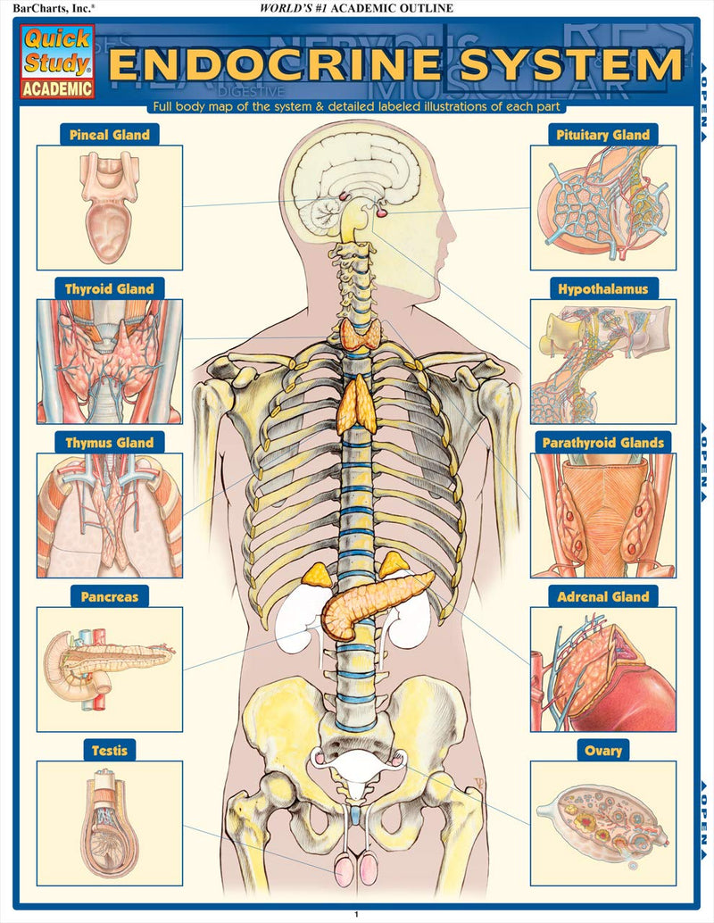 Endocrine System (Quick Study Academic),Used