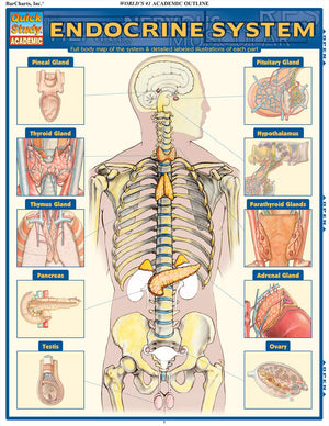 Endocrine System (Quick Study Academic),New