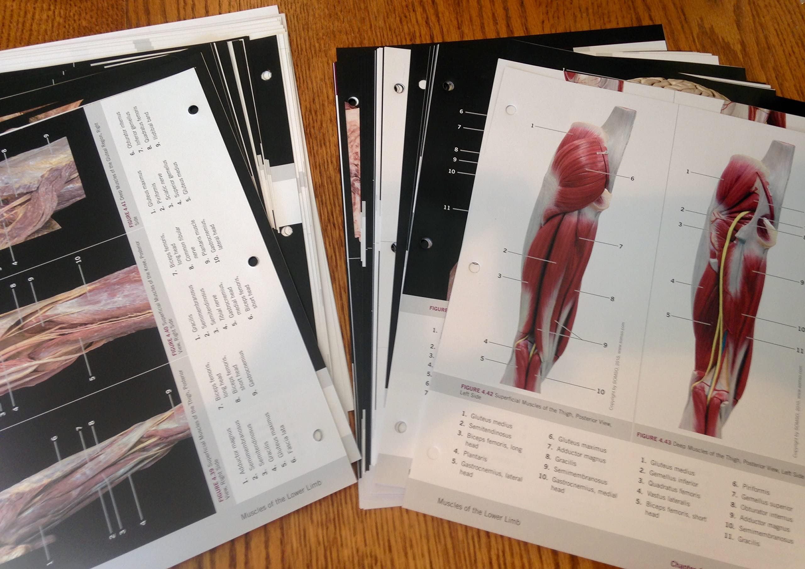 Photographic Atlas For Anatomy & Physiology, A,New